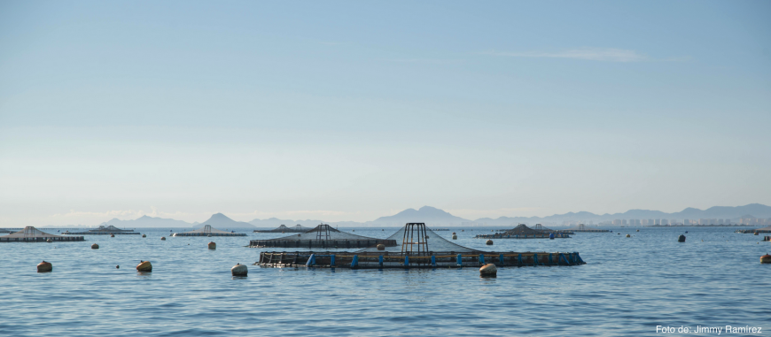 El 1 de diciembre, con motivo de la celebración del Día de la Acuicultura, el IMIDA organiza la jornada ‘Avances en acuicultura’ – IPac Acuicultura